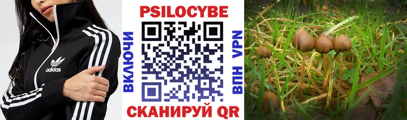 Галлюциногенные грибы Psilocybe Задонск